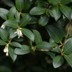 <em>Osmanthus x burkwoodi</em> 03/03/2021