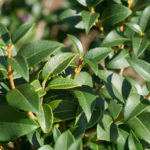 <em>Osmanthus × burkwoodii</em> 22/08/2015