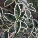 <em>Osmanthus × burkwoodii</em> 30/12/2014