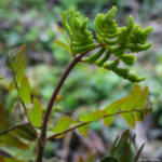 <em>Osmunda regalis</em> ‘Purpurascens’ 21/04/2022