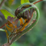 <em>Osmunda regalis</em> ‘Purpurascens’ 25/04/2022