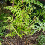 <em>Osmunda regalis</em> ‘Purpurascens’ 28/04/2022