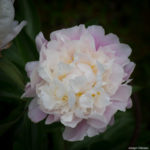 <em>Paeonia lactiflora</em> 'Catharina Fontijn' 02/06/2019