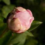 <em>Paeonia lactiflora</em> ‘Sarah Bernhardt’ 26/05/2025