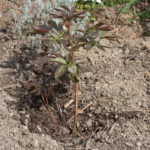 <em>Paeonia lactiflora</em> ‘Sarah Bernhardt’ 28/03/2023