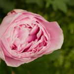 <em>Paeonia lactiflora</em> ‘Sarah Bernhardt’ 28/05/2025