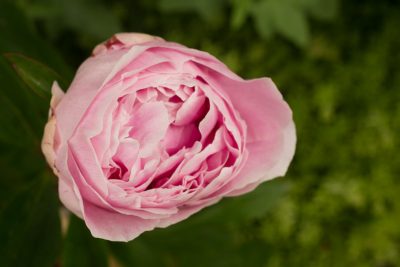 Fleur ouverte - 28 mai 2025