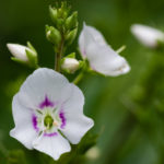 Flower close-up