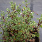 <em>Pelargonium abrotanifolium</em> 18/06/2022