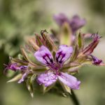 <em>Pelargonium graveolens</em> 'Lady Plymouth'