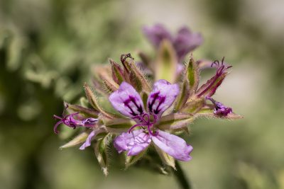 Floraison juillet 2025