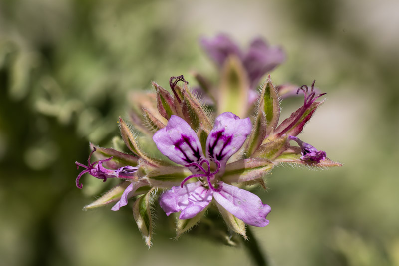 Floraison juillet 2025