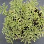 <em>Pelargonium graveolens</em> 'Lady Plymouth' 10/05/2025