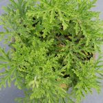 <em>Pelargonium graveolens</em> 'Sweet Mimosa' 10/05/2025