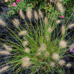 <em>Pennisetum alopecuroides</em> 03/10/2019