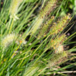 <em>Pennisetum alopecuroides</em> 11/08/2020