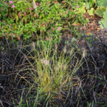 <em>Pennisetum alopecuroides</em> 11/10/2018