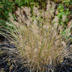 <em>Pennisetum alopecuroides</em> 16/11/2020