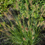 <em>Pennisetum alopecuroides</em> 20/08/2019