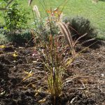 <em>Pennisetum setaceum</em> 'Fireworks' 04/10/2025
