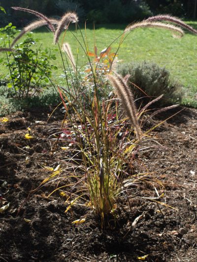 Juste planté