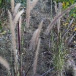 <em>Pennisetum setaceum</em> 'Fireworks' 30/09/2025