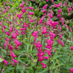 <em>Penstemon</em> 'Andenken en Friedrich Hahn' 07/06/2016