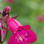 <em>Penstemon</em> 'Andenken en Friedrich Hahn' 11/06/2016