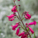 <em>Penstemon</em> 'Andenken en Friedrich Hahn' 11/06/2016