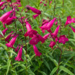 <em>Penstemon</em> 'Andenken en Friedrich Hahn' 13/09/2014