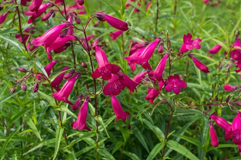 Floraison d'été