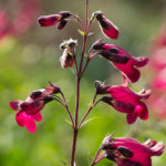 <em>Penstemon</em> 'Garnet' 11/08/2016