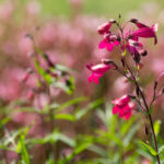 <em>Penstemon</em> 'Garnet' 26/07/2016