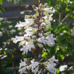 <em>Penstemon digitalis</em> ‘Husker Red Strain’ 16/06/2021