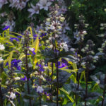 <em>Penstemon digitalis</em> ‘Husker Red Strain’ 16/06/2021