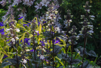 Flowering in mid-June 2021