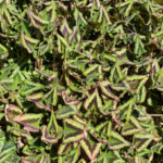 <em>Persicaria runcinata</em> 'Purple Fantasy' 22/04/2021