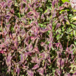 <em>Persicaria runcinata</em> 'Purple Fantasy' 25/03/2020