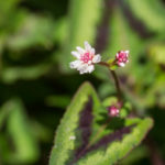 <em>Persicaria runcinata</em> 'Purple Fantasy' 26/04/2020