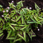 <em>Persicaria runcinata</em> 'Purple Fantasy' 31/05/2018