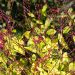 <em>Persicaria virginiana</em> 06/10/2017