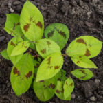 <em>Persicaria virginiana</em> 08/07/2016