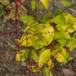 <em>Persicaria virginiana</em> 09/10/2016