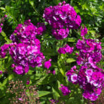 <em>Phlox paniculata</em> 'Blue Paradise' 05/07/2015