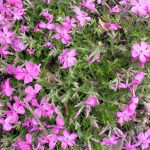 <em>Phlox subulata</em> 'McDaniel's Cushion' 22/04/2025