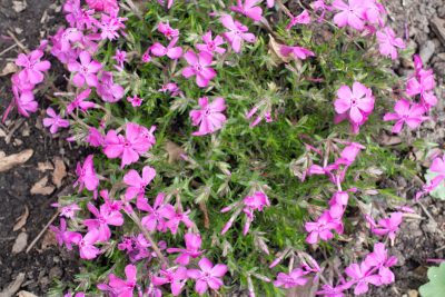 Première année de floraison - avril 2025