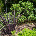 <em>Phormium</em> 'Dark Delight' 04/05/2022