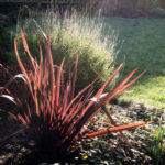 <em>Phormium</em> 'Dark Delight' 16/12/2023