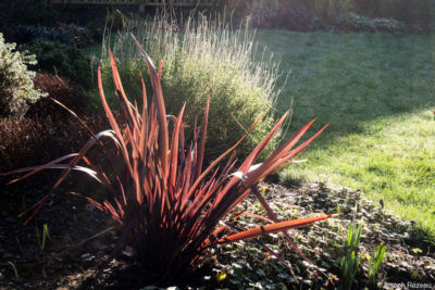 In December light
