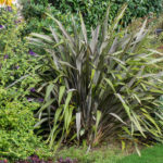 <em>Phormium</em> 'Pink Stripe' (v) - 22/11/2020